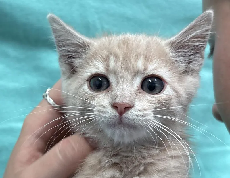 A young small-sized male Buff / Tan / Fawn Domestic Short Hair cat named Chucky for adoption in Columbus, IN