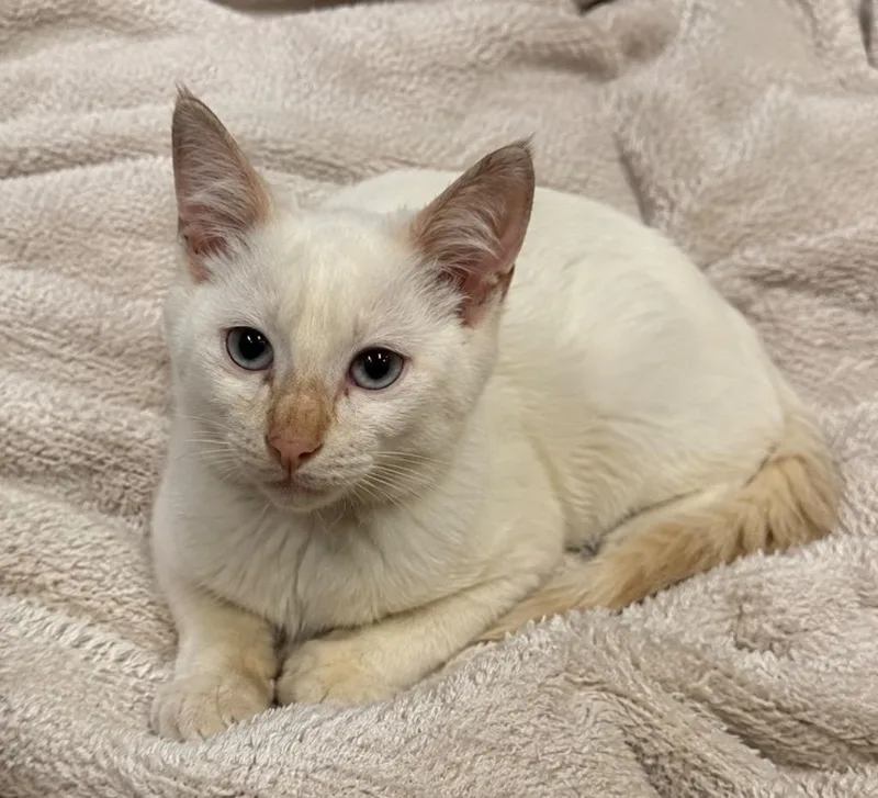 A baby small-sized male Domestic Short Hair cat named Ghost for adoption in Columbia, TN