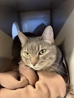 An adult large-sized female Tabby (Gray / Blue / Silver) Domestic Short Hair cat named Princess for adoption in Mason City, IA