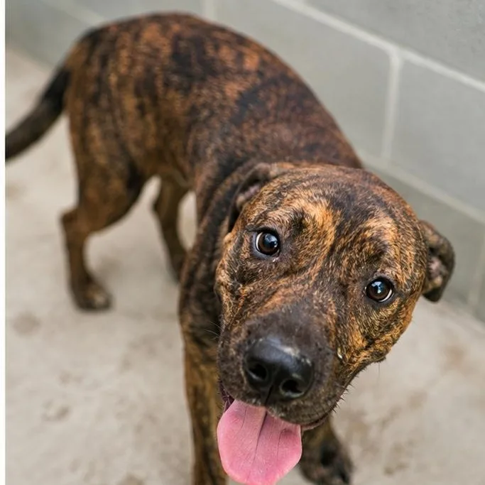 A young medium-sized male Brindle Boxer dog named Rufus for adoption in Minneapolis, KS