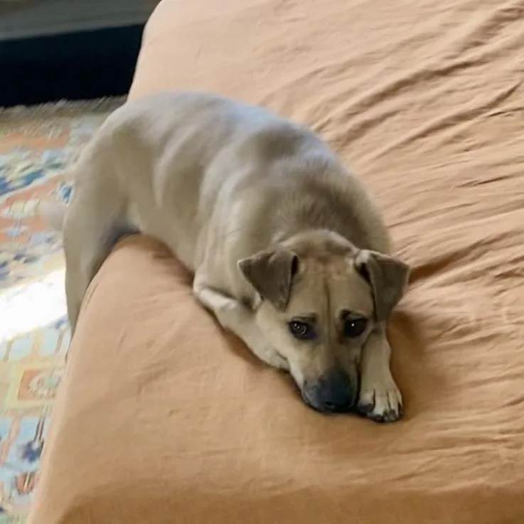A senior medium-sized female Yellow / Tan / Blond / Fawn Catahoula Leopard Dog dog named Lucchese for adoption in Austin, TX