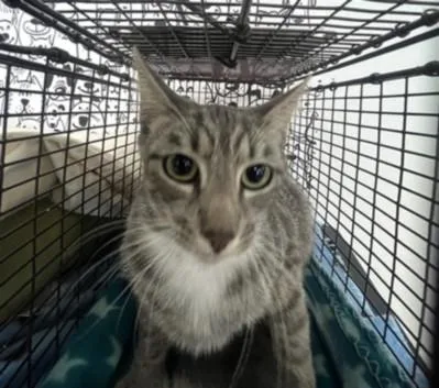 A young large-sized female Domestic Short Hair cat named Stardust for adoption in San Pedro, CA