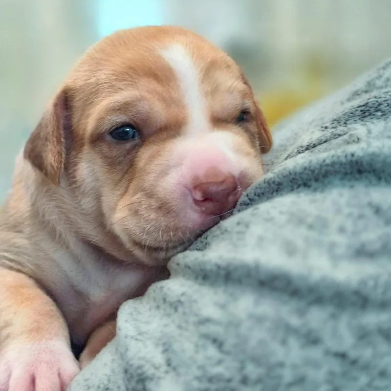 A baby small-sized male Hound dog named Peso for adoption in Chapel Hill, NC