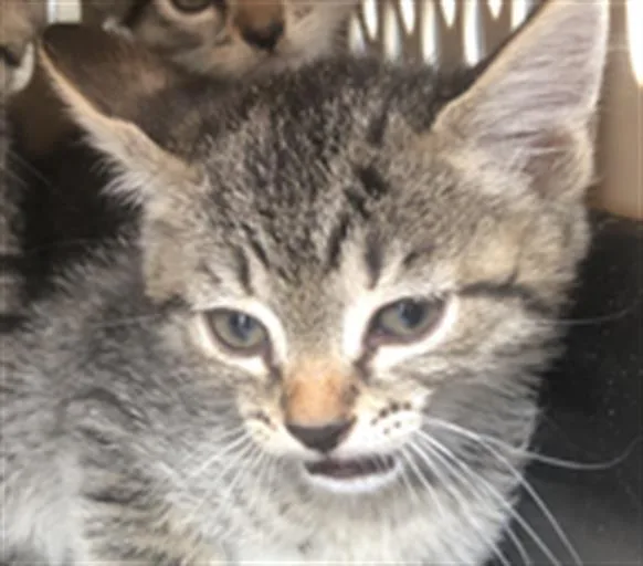 A baby medium-sized male Domestic Short Hair cat named Bjorn for adoption in Dallas, TX
