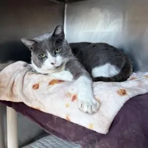 A young large-sized male Gray / Blue / Silver Domestic Short Hair cat named Ziggy for adoption in Philadelphia, PA