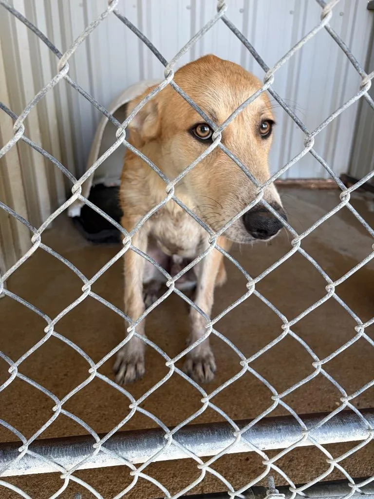 A young medium-sized male Anatolian Shepherd dog named Reid for adoption in Ada, OK
