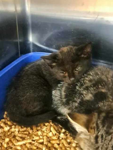A baby small-sized female Domestic Short Hair cat named Sunglasses for adoption in Easton, MD