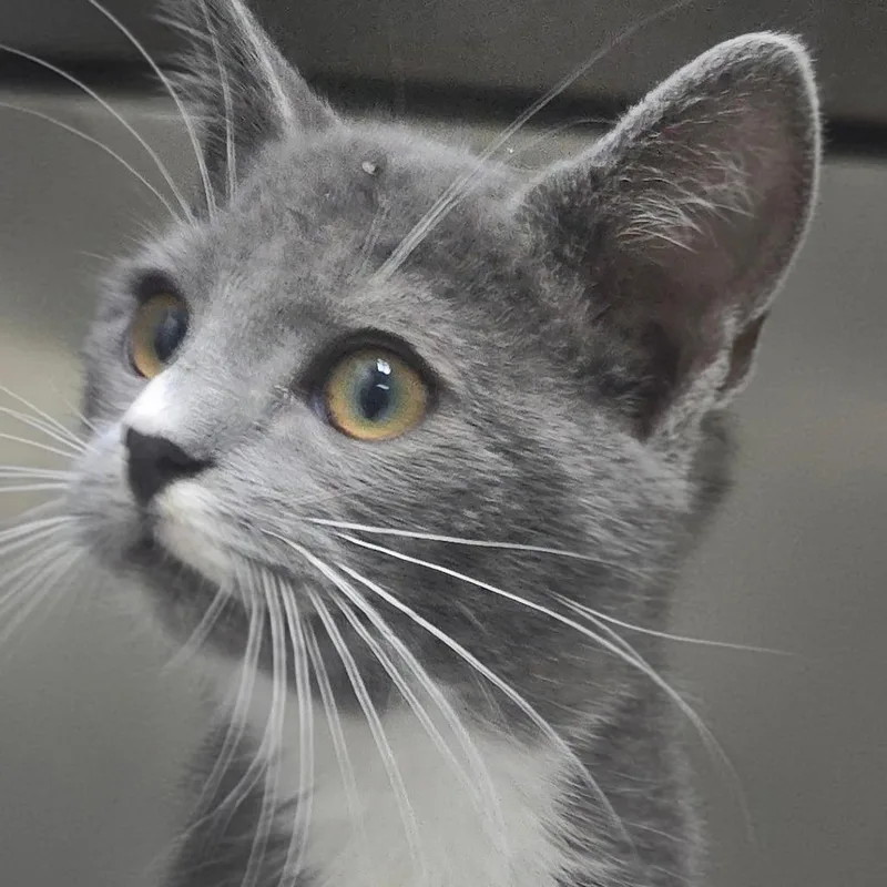 A baby small-sized female Domestic Short Hair cat named Lida for adoption in Yanceyville, NC