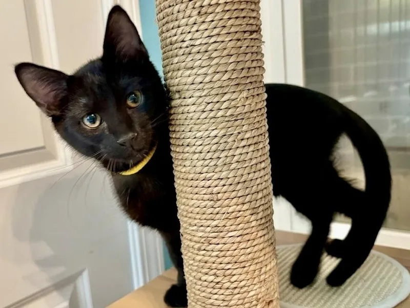 A baby small-sized male Domestic Short Hair cat named Mustard Only for adoption in Chicago, IL