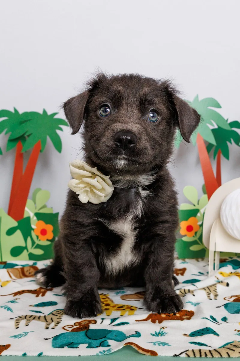A baby medium-sized female Mixed Breed dog named Keeley for adoption in McKinney, TX