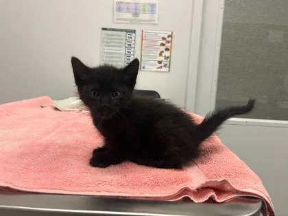 A baby small-sized male Black Domestic Short Hair cat named Chandler Bing for adoption in Kansas City, MO