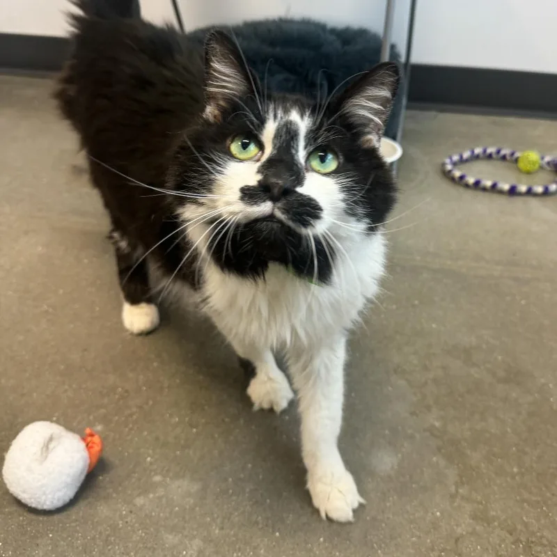 A senior medium-sized male Domestic Long Hair cat named Jinx for adoption in Fort Wayne, IN