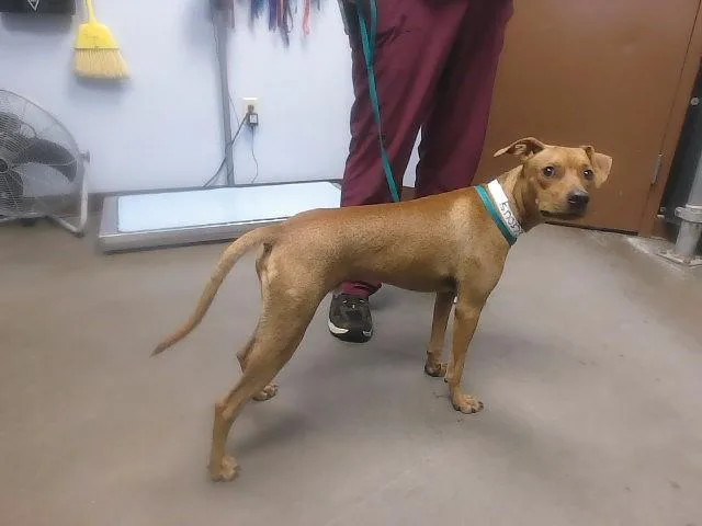 A young large-sized male Basenji dog named Turbo for adoption in Phoenix, AZ