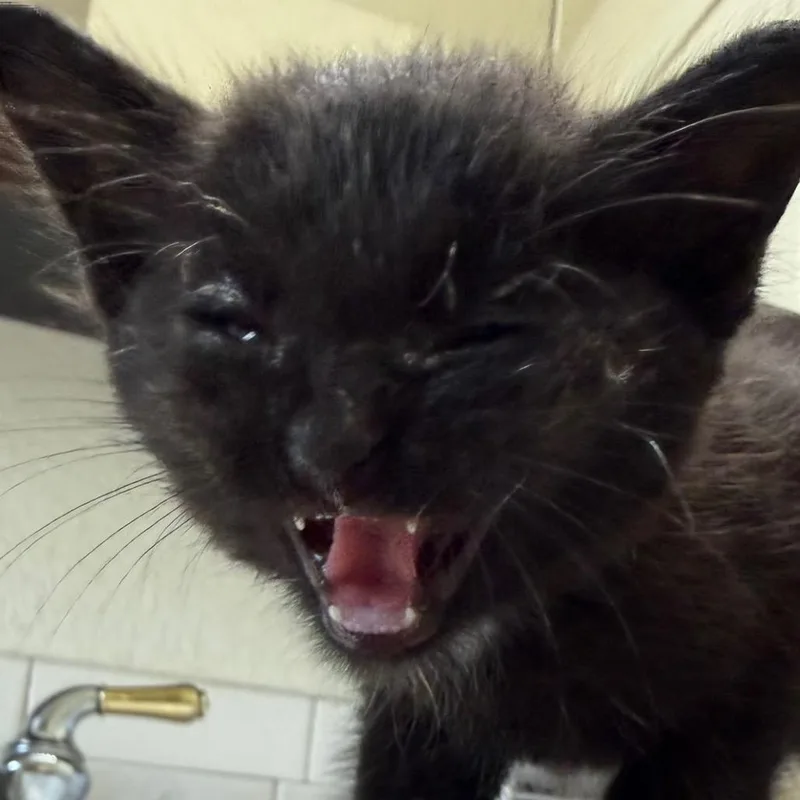 A baby small-sized male Black Domestic Medium Hair cat named DaddyLongLegs for adoption in Klamath Falls, OR