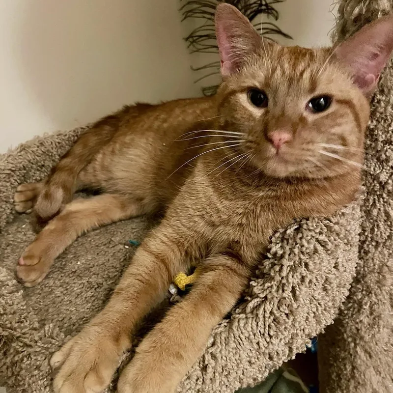 A young medium-sized male Orange / Red Domestic Short Hair cat named Hugo for adoption in Moriches, NY