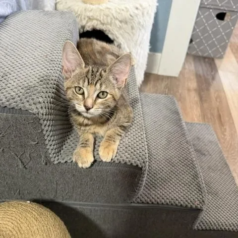 A baby medium-sized female Tabby (Brown / Chocolate) Domestic Short Hair cat named Tiana for adoption in Ferndale, WA