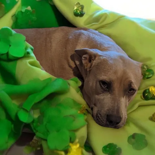 An adult large-sized female Yellow / Tan / Blond / Fawn American Staffordshire Terrier dog named Trixie for adoption in Madera, CA