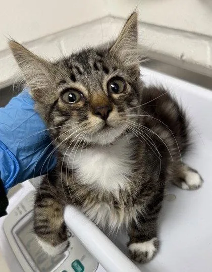 A baby small-sized male Domestic Long Hair cat named Ford for adoption in Oakland, CA