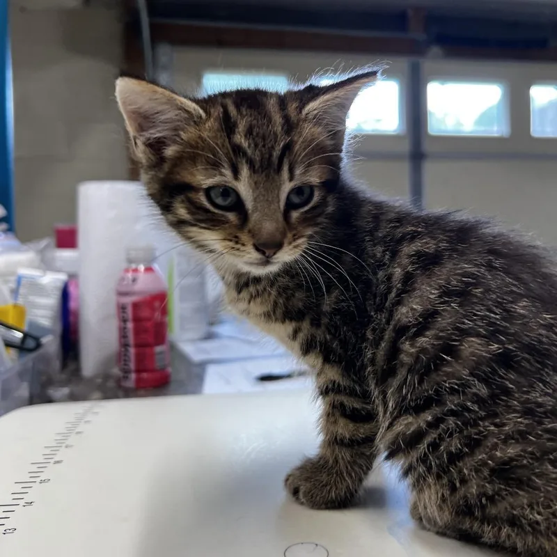 A baby small-sized male Brown / Chocolate Domestic Short Hair cat named Chase for adoption in Harrisville, WV