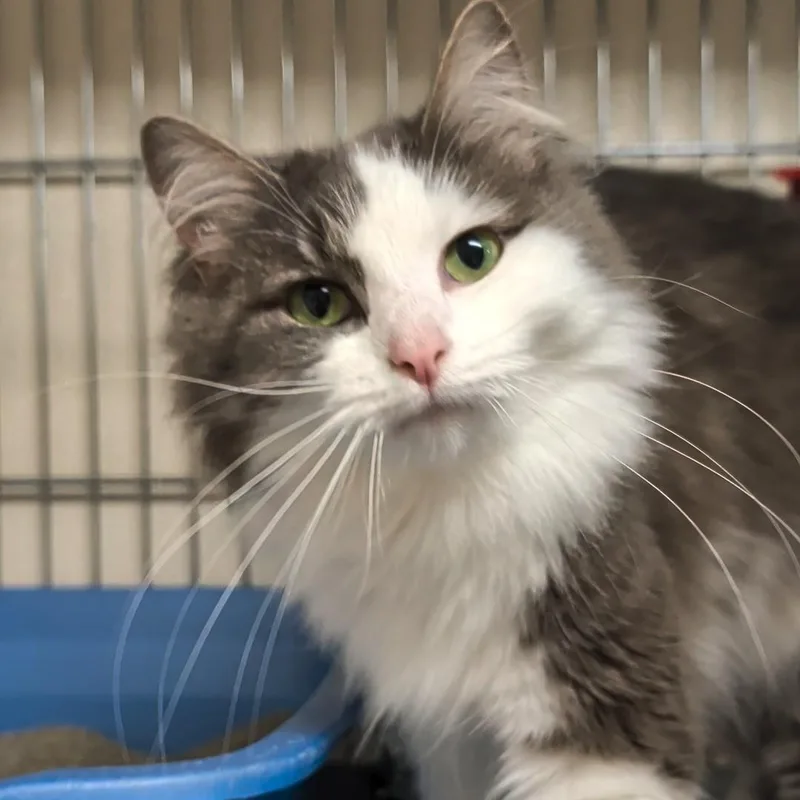 An adult medium-sized female Gray & White Domestic Long Hair cat named Florence for adoption in West Jefferson, OH