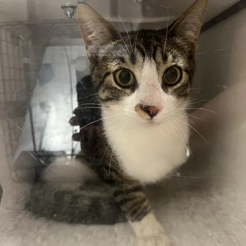 A young medium-sized male Brown / Chocolate Domestic Short Hair cat named Ferris for adoption in Cedar Rapids, IA
