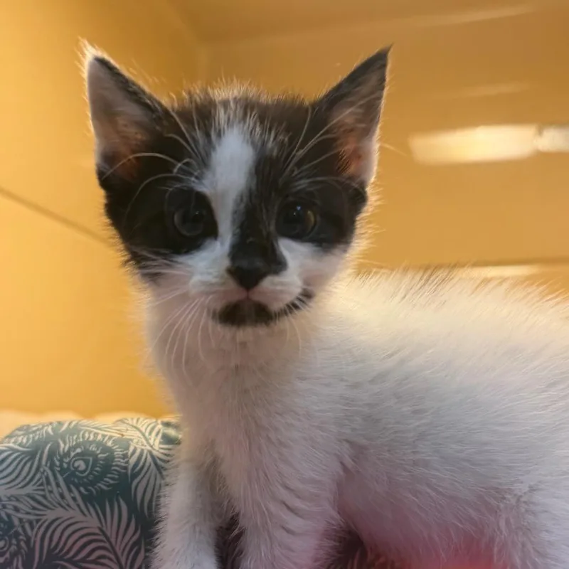 A baby small-sized male Black Domestic Short Hair cat named Captain Babybutt for adoption in Beckley, WV
