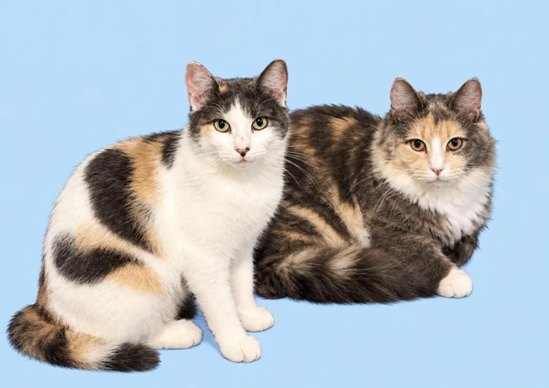 Mikki and Maggie May thumbnail 2