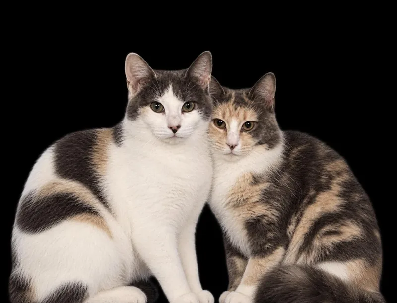 Mikki and Maggie May thumbnail 3
