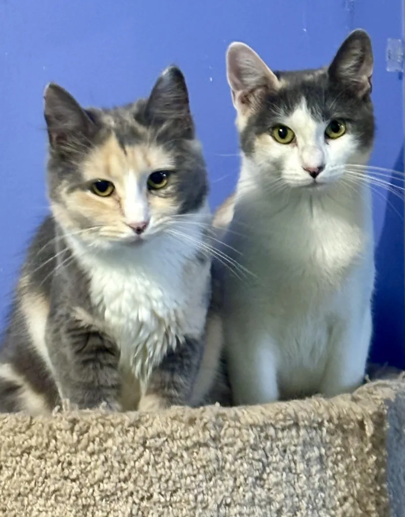 Mikki and Maggie May thumbnail 5
