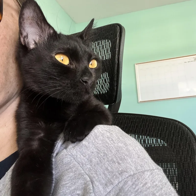 A young small-sized female Domestic Short Hair cat named Eliza And The Case for adoption in Plano, TX