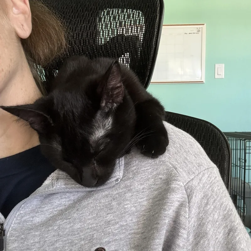 Eliza And The Case thumbnail 5