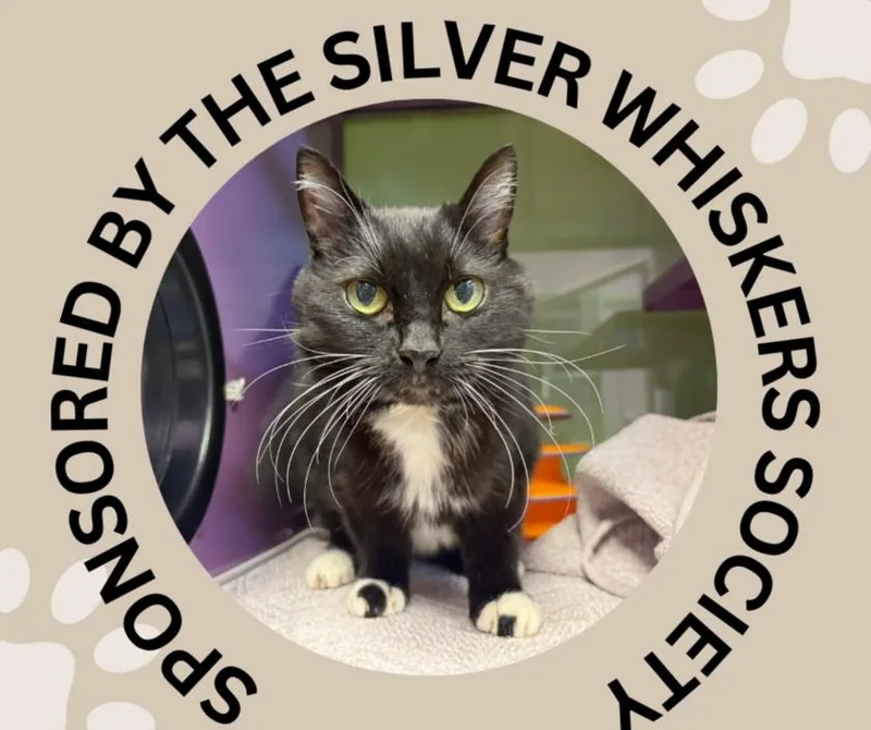 A senior small-sized female Domestic Short Hair cat named Angelica for adoption in Santa Cruz, CA