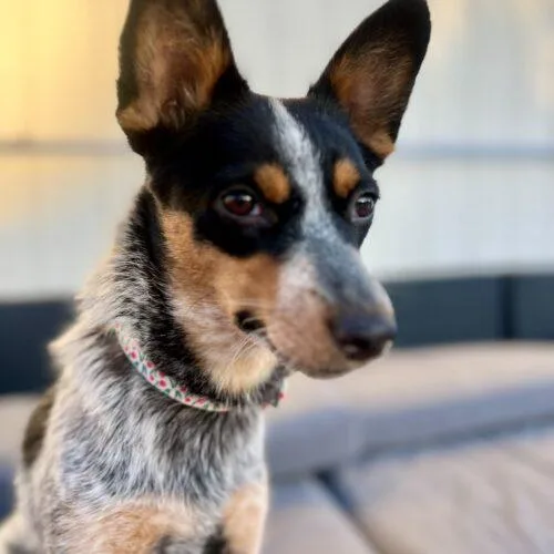 A young small-sized female Tricolor (Brown, Black, & White) Cattle Dog dog named Foxy for adoption in Coachella, CA