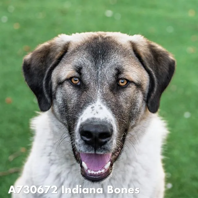 Indiana Bones