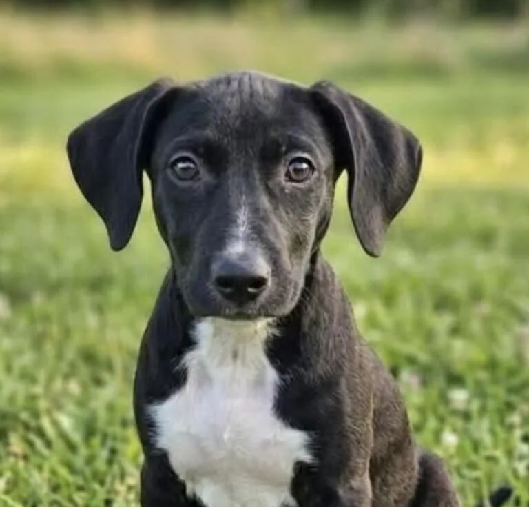 A baby medium-sized female Tricolor (Brown, Black, & White) Labrador Retriever dog named Pup Apple for adoption in Washington, DC