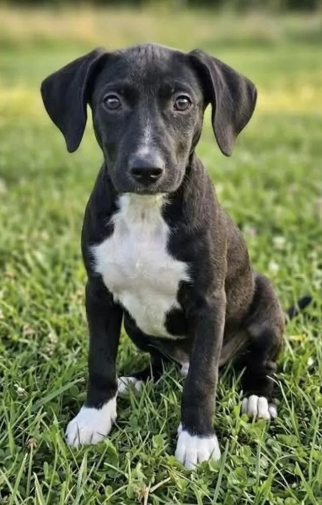 Pup Apple thumbnail 2