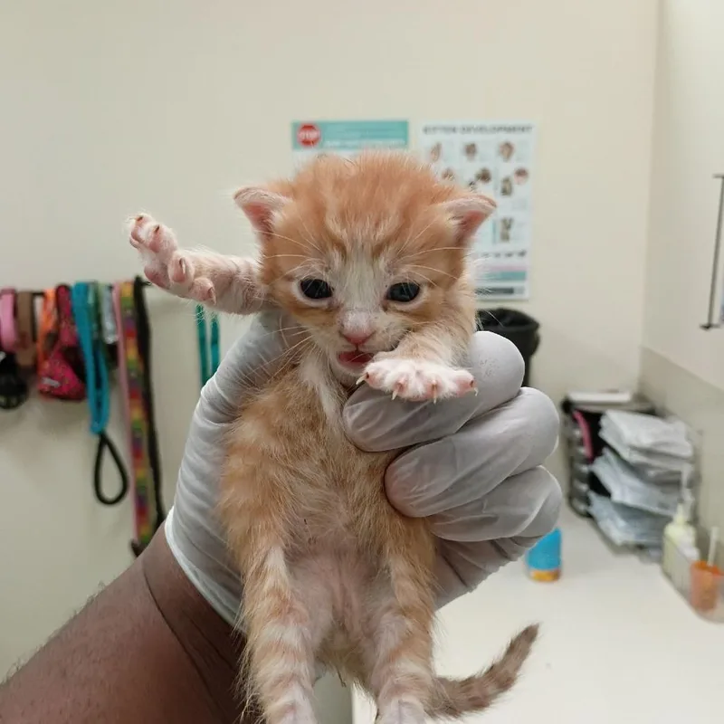 A baby small-sized male Orange / Red Domestic Short Hair cat named Celsius for adoption in Lynchburg, VA