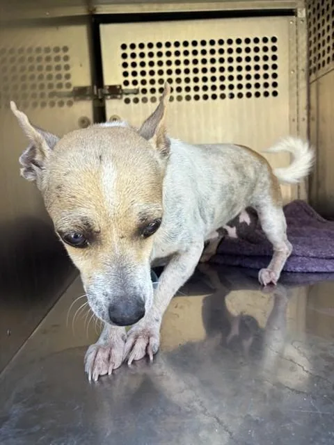 An adult small-sized female Chihuahua dog named Millie for adoption in Phoenix, AZ