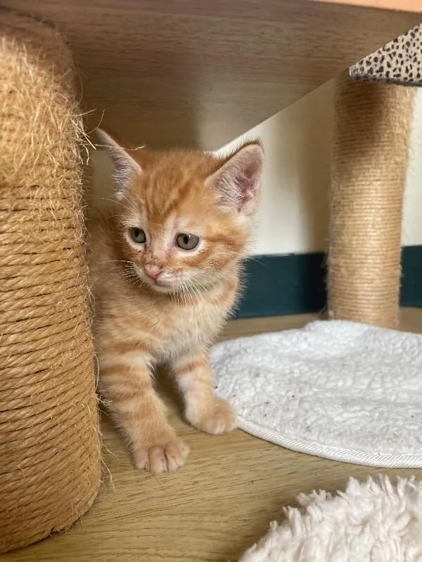 A young medium-sized male Domestic Short Hair cat named Gouda for adoption in Cortland, NY