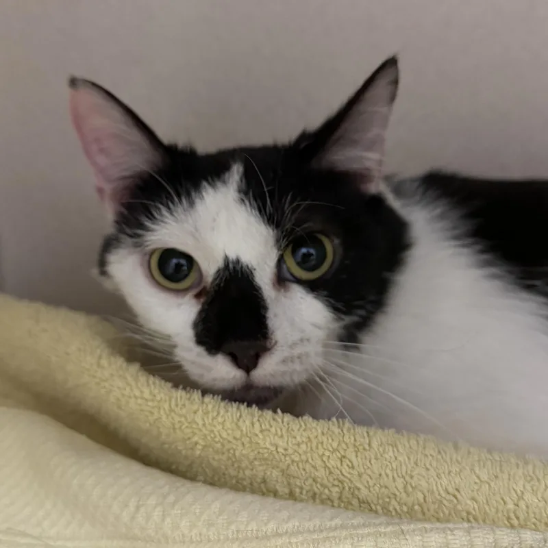 An adult medium-sized male Domestic Short Hair cat named Booger for adoption in Kearney, NE