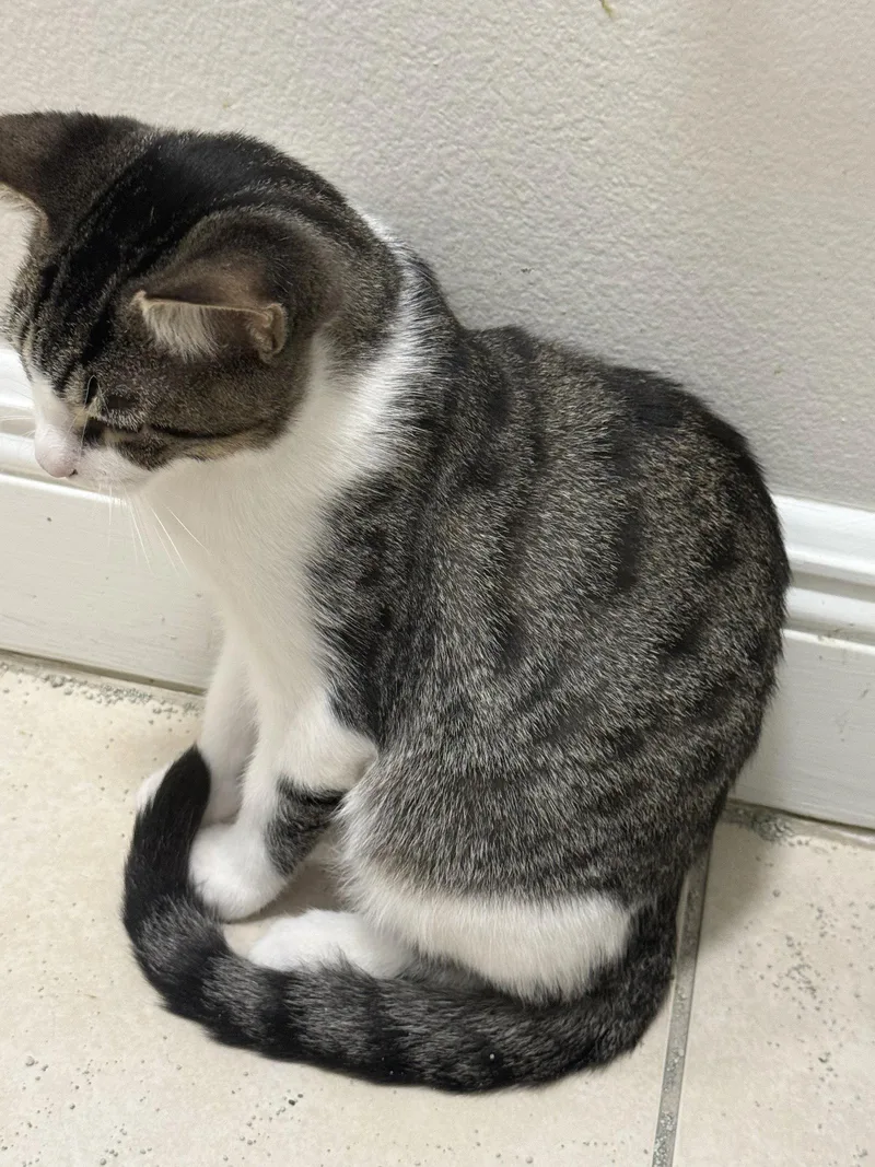 A baby medium-sized male Domestic Short Hair cat named Toby for adoption in Oviedo, FL