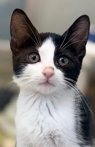 A baby small-sized male Domestic Short Hair cat named Kaly for adoption in Washington, DC