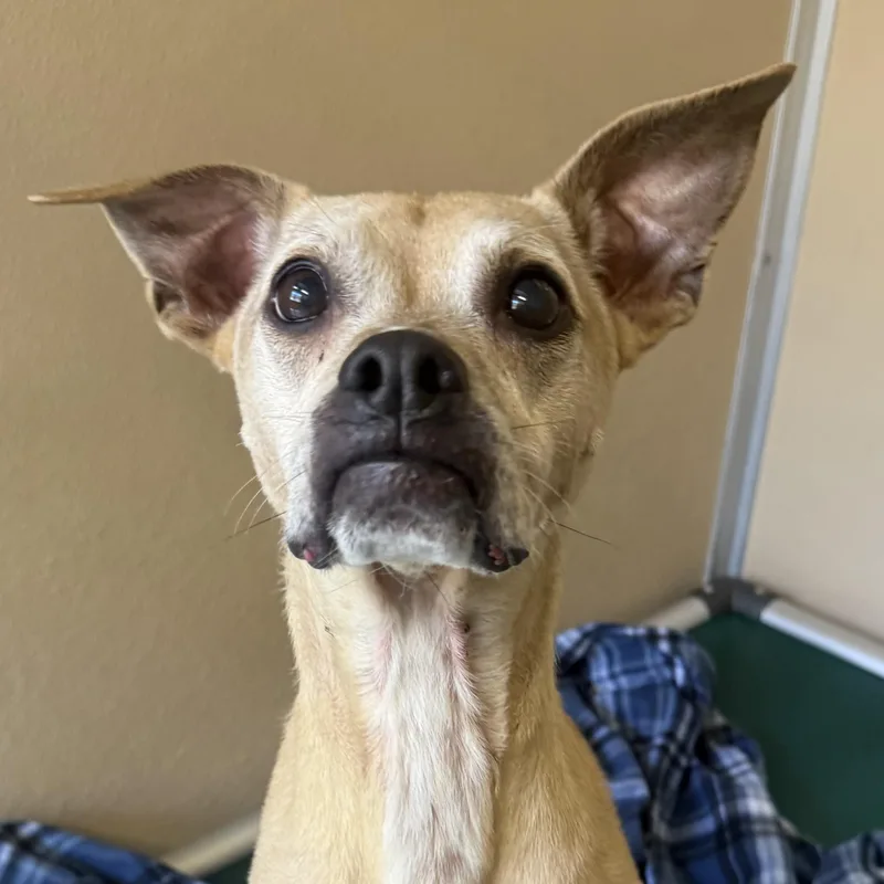 An adult medium-sized female Yellow / Tan / Blond / Fawn Mixed Breed dog named Harley for adoption in St. Augustine, FL