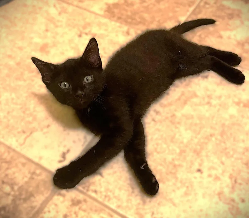 A baby medium-sized male Domestic Short Hair cat named Frankie for adoption in Fort Myers, FL