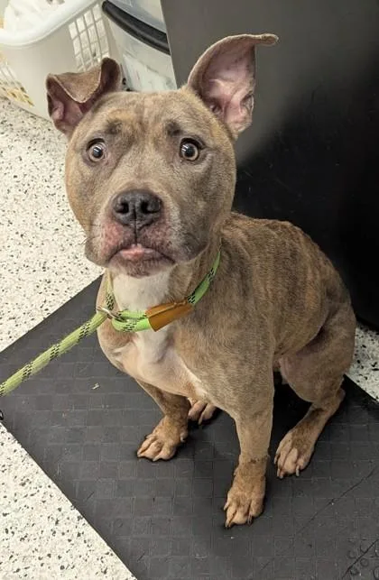 An adult medium-sized female Mixed Breed dog named Daffy for adoption in Atlanta, GA