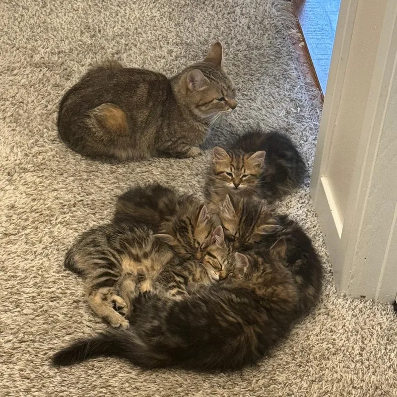 A baby small-sized female Brown / Chocolate Domestic Short Hair cat named Poppy C for adoption in Princeton, MN