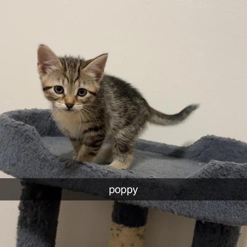 Poppy C thumbnail 2