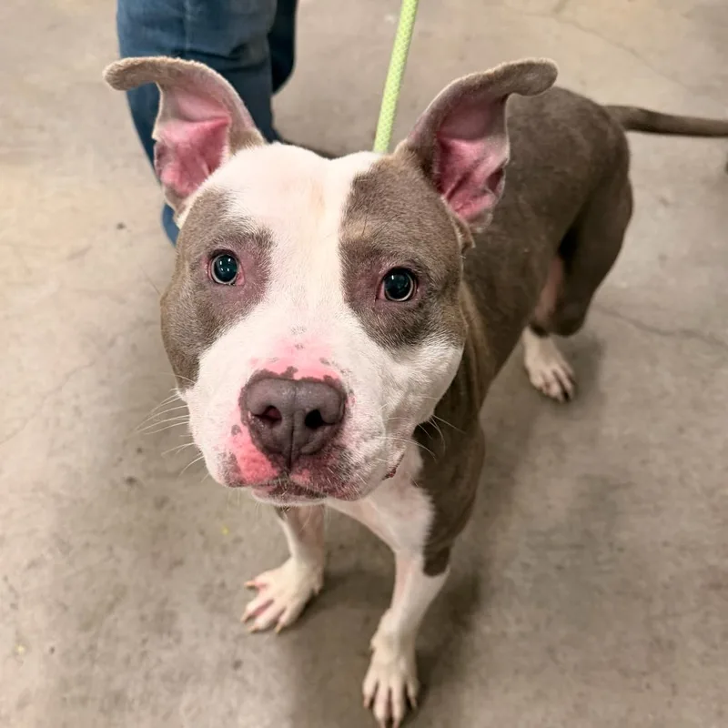 A baby medium-sized male Gray / Blue / Silver Pit Bull Terrier dog named Star for adoption in Apache Junction, AZ