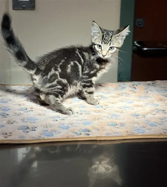 A baby small-sized male Domestic Short Hair cat named Unknown for adoption in Rancho Cucamonga, CA