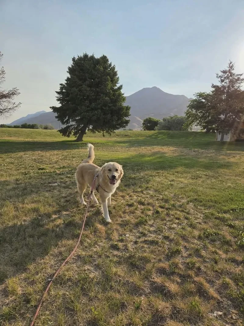 A young large-sized female Apricot / Beige Golden Retriever dog named Dreamy for adoption in Plummer, ID